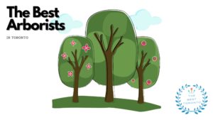 Best Arborist in Toronto