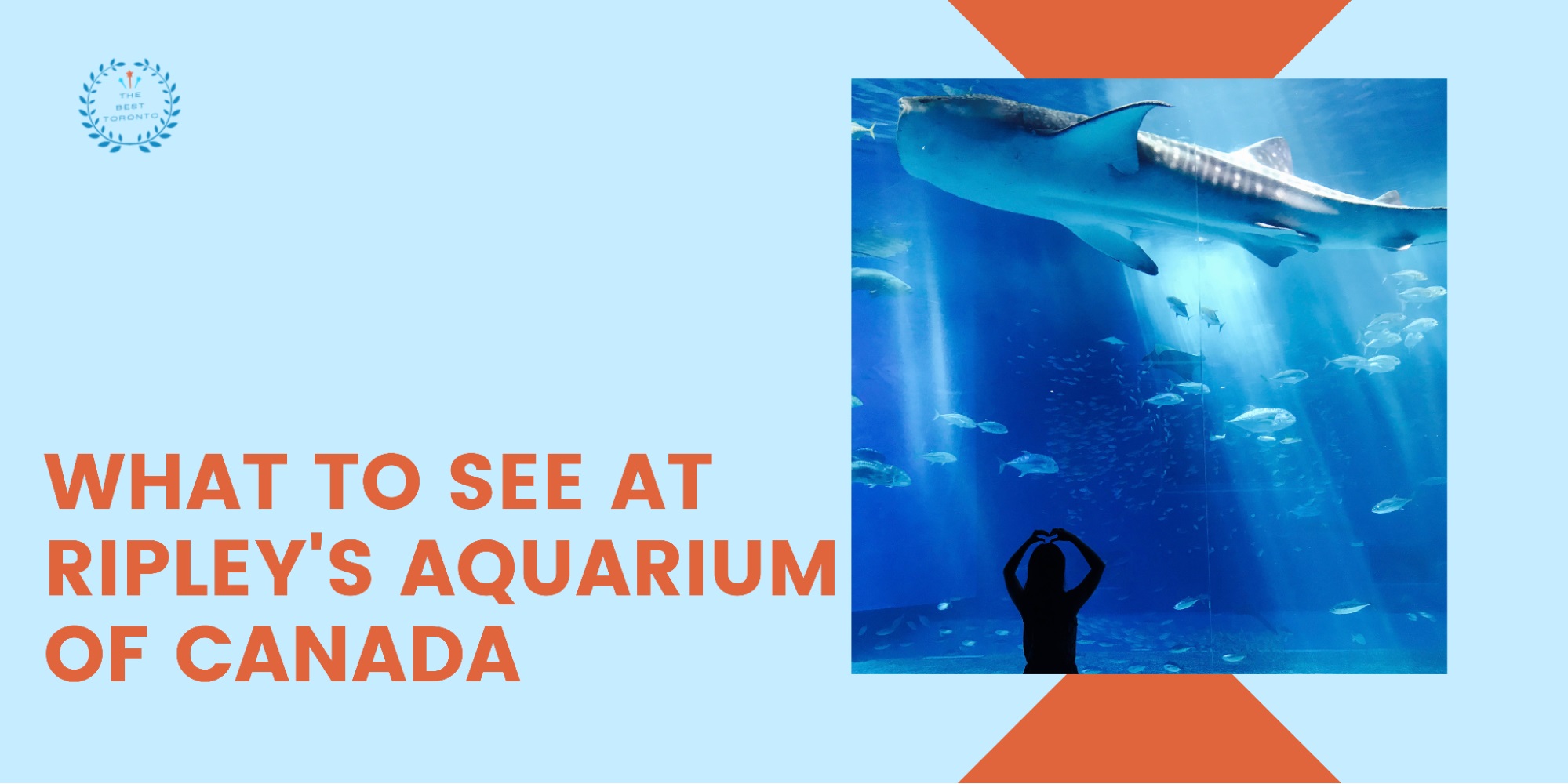 What to See at Ripley’s Aquarium of Canada 2
