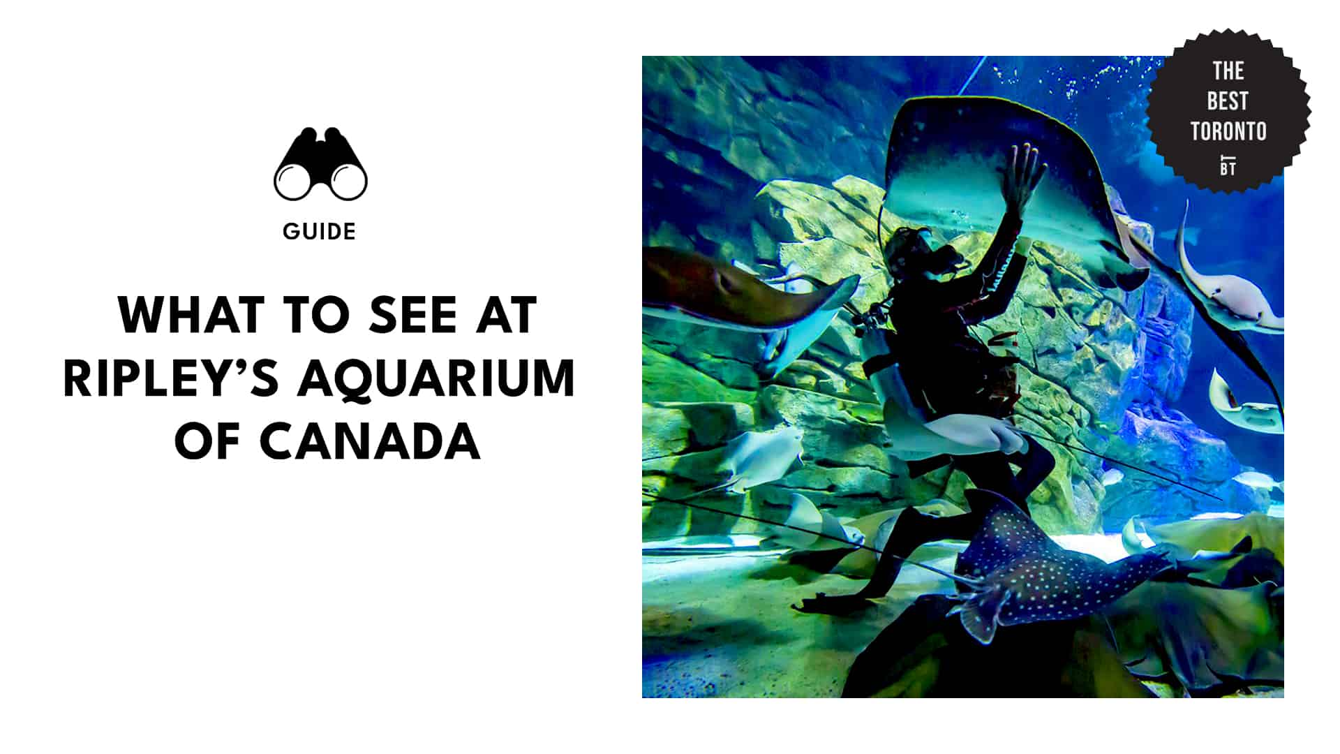 What to See at Ripley’s Aquarium of Canada