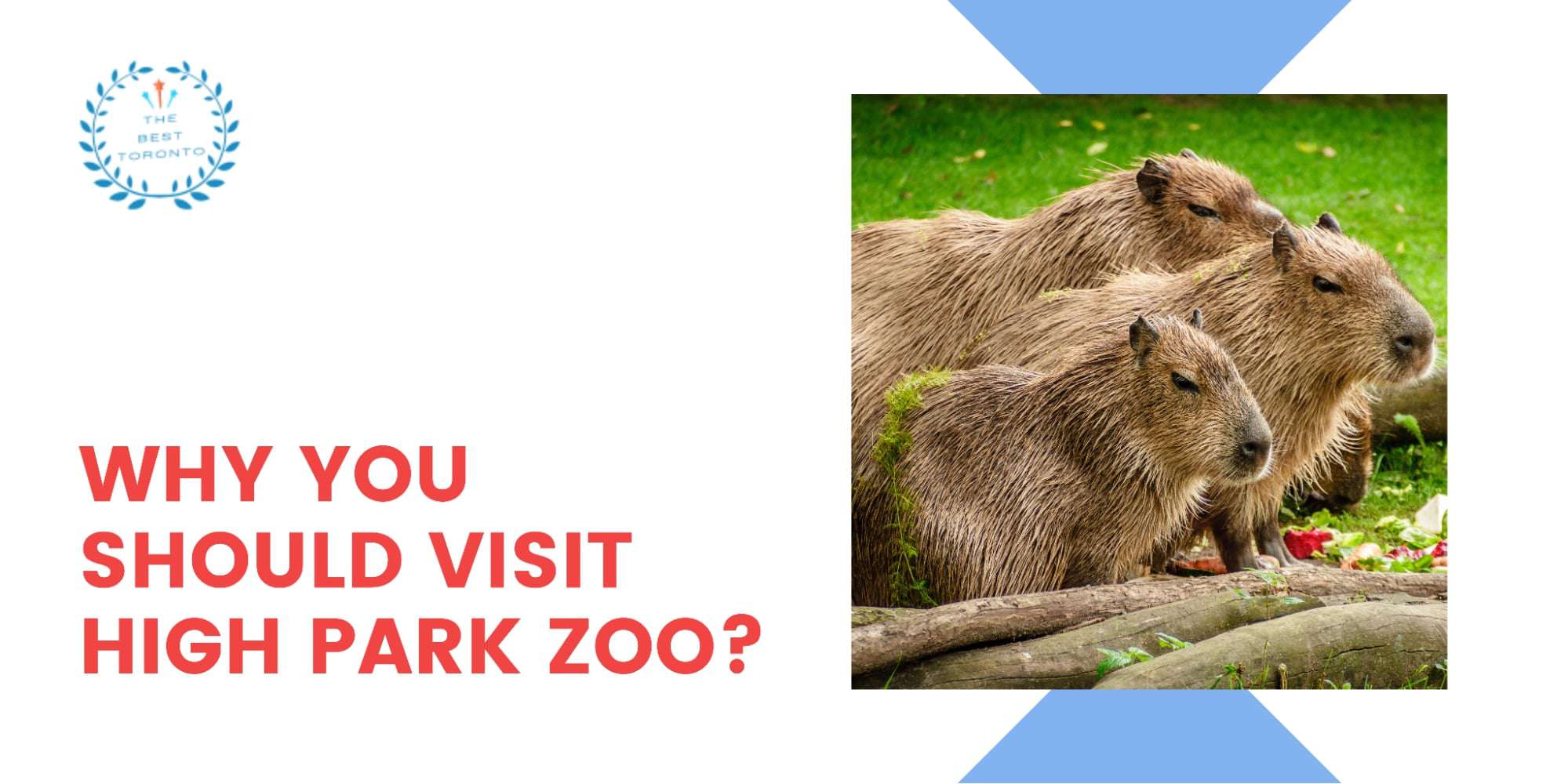 Why You Should Visit High Park Zoo