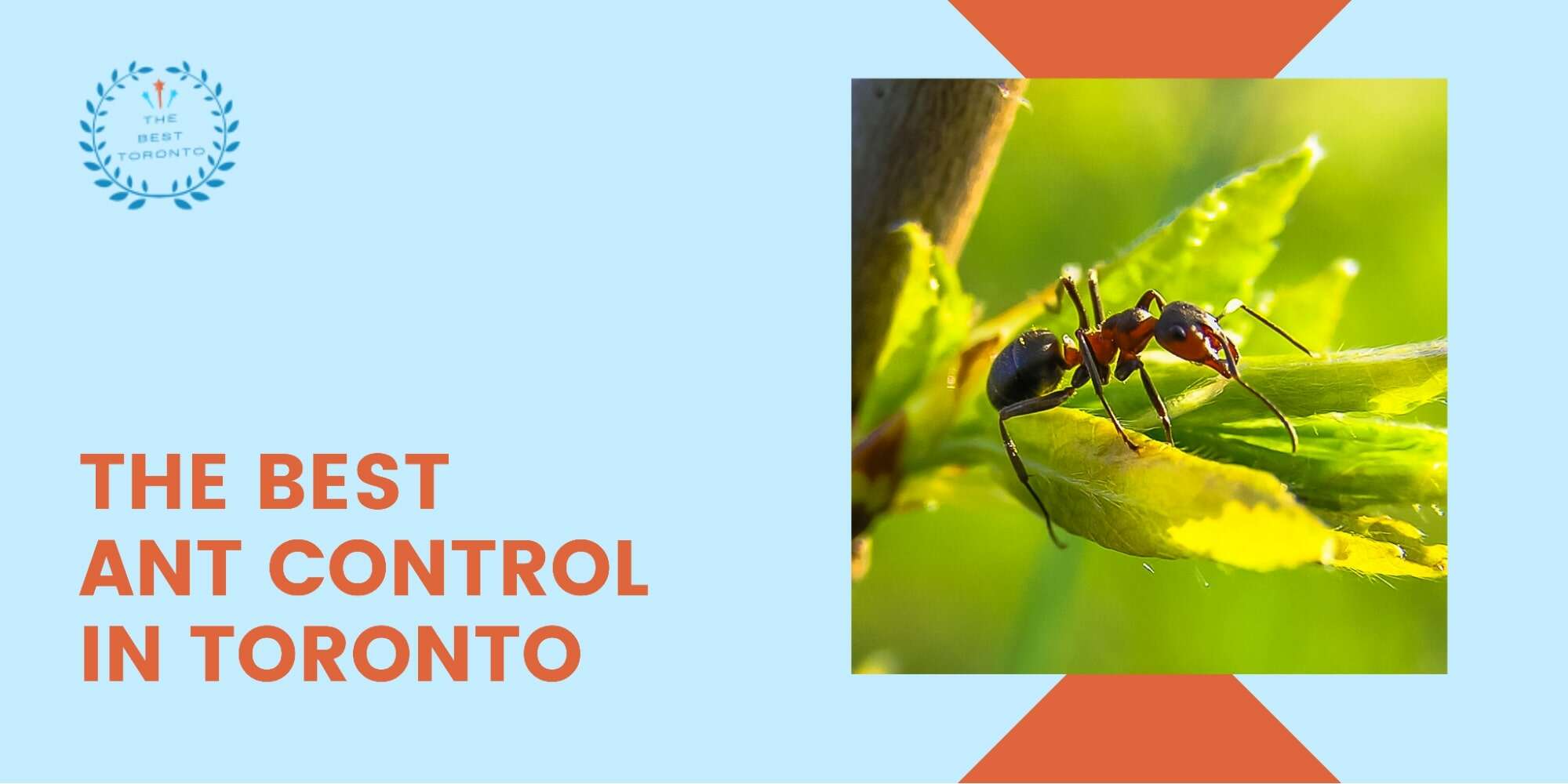 Ant Control Services