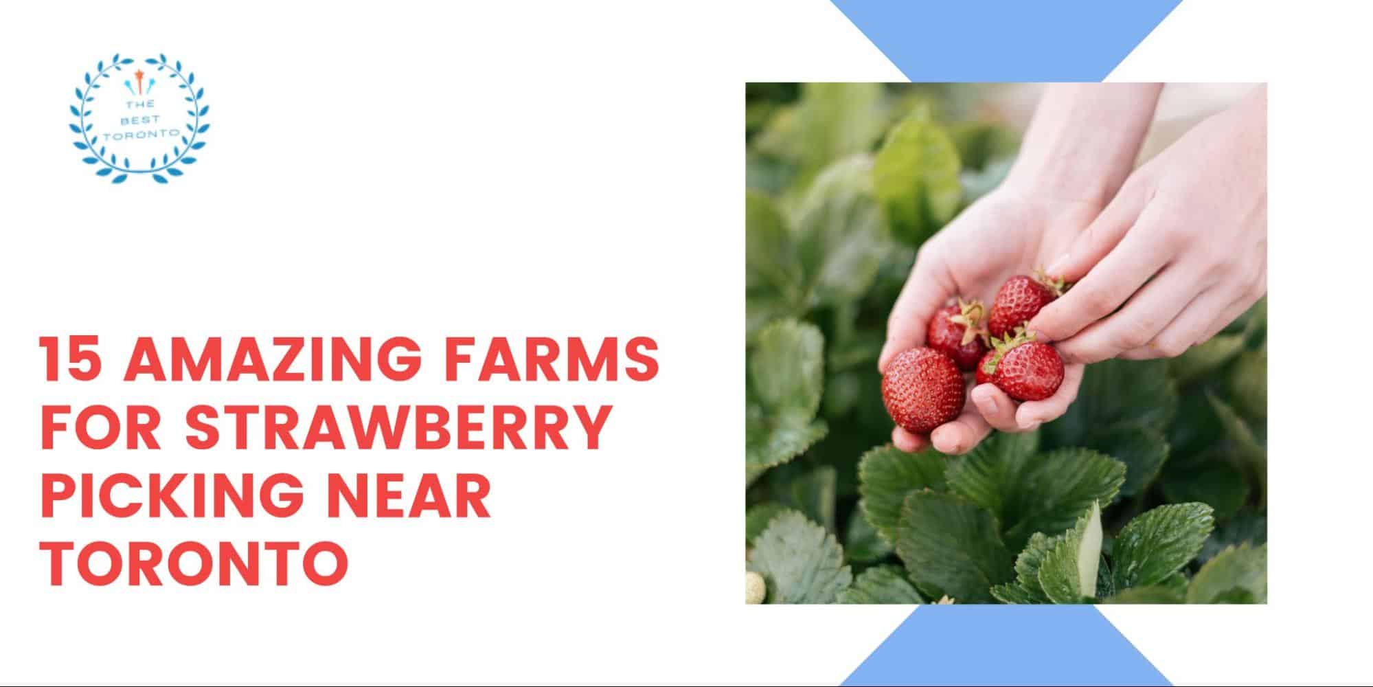 15 Amazing Farms for Strawberry Picking Near Toronto