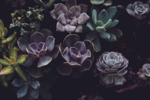 Allan Gardens