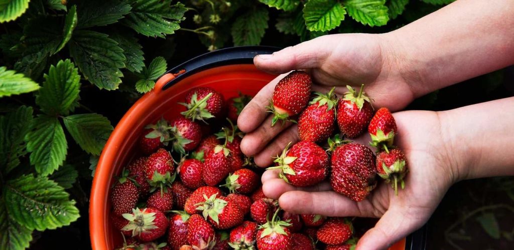 Brook’s Farms