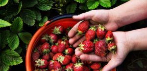 Brook’s Farms