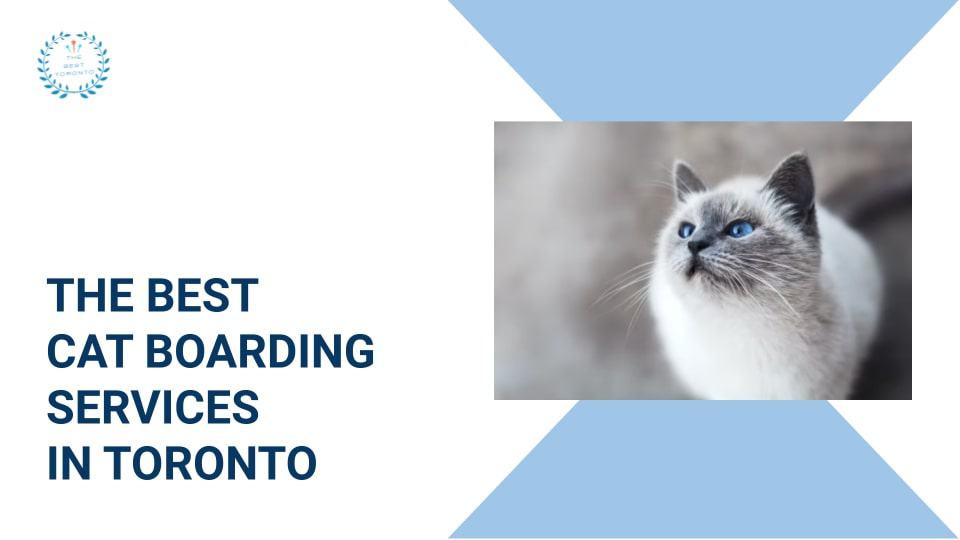 Cat Boarding