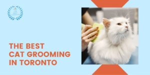 Cat Grooming