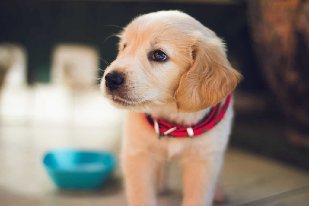 Puppy Yoga