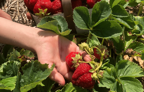 Stonehaven Farms