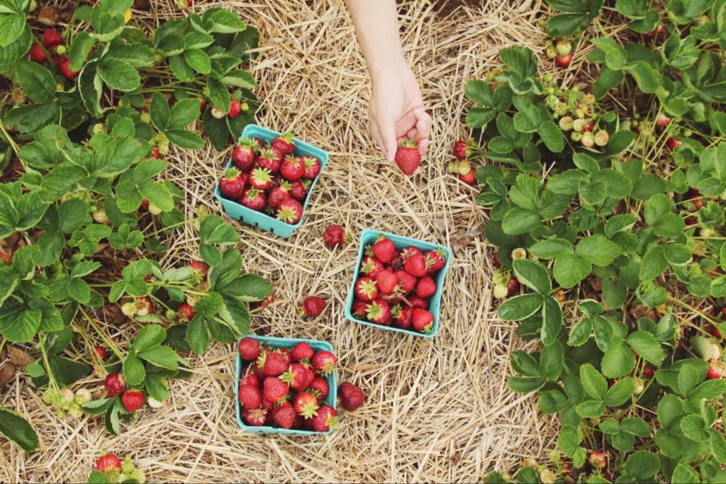 Strawberry Creek Farms