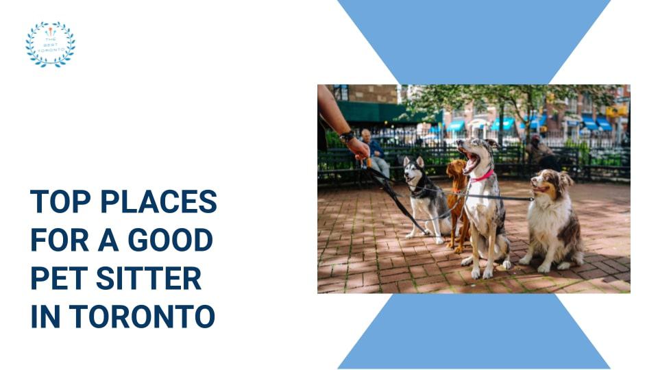 Top 5 Places for a Good Pet Sitter
