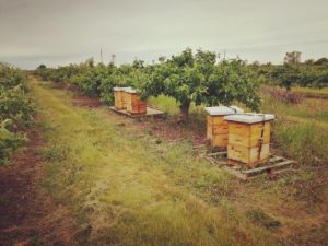 Willis Family Fruit Farm