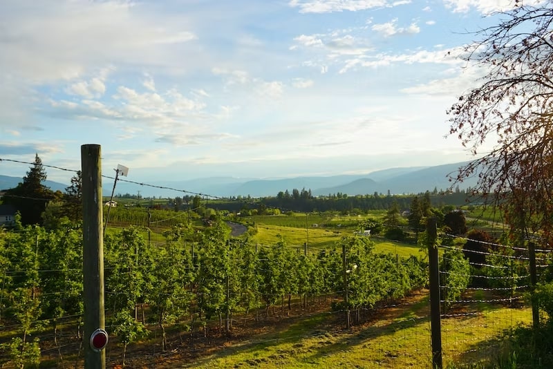 12 Must-visit Wineries and Vineyards in and near Toronto