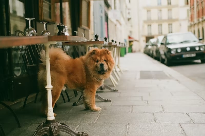 What to do when bringing your dog to a restaurant