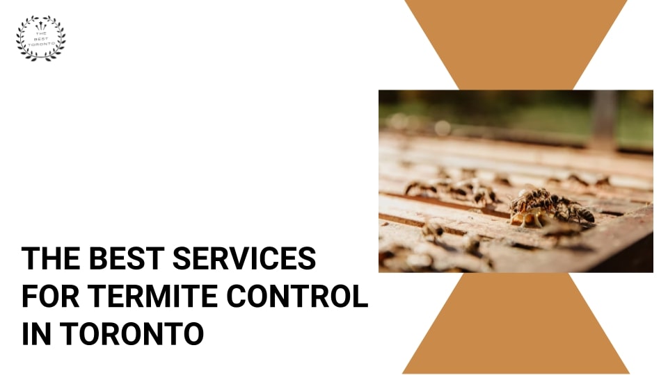 5 Best Services for Termite Control in Toronto