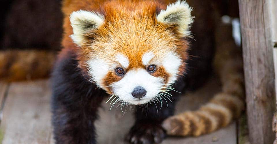 Granby Zoo Homepage