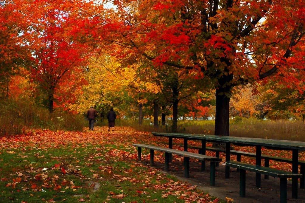 Have a walk at High Park.