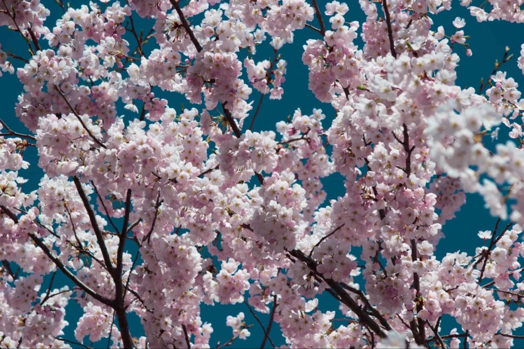 See the Cherry Blossoms at High Park.
