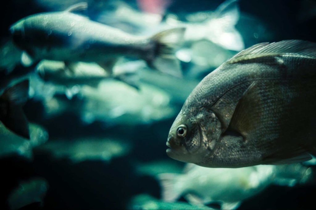 Vancouver Aquarium