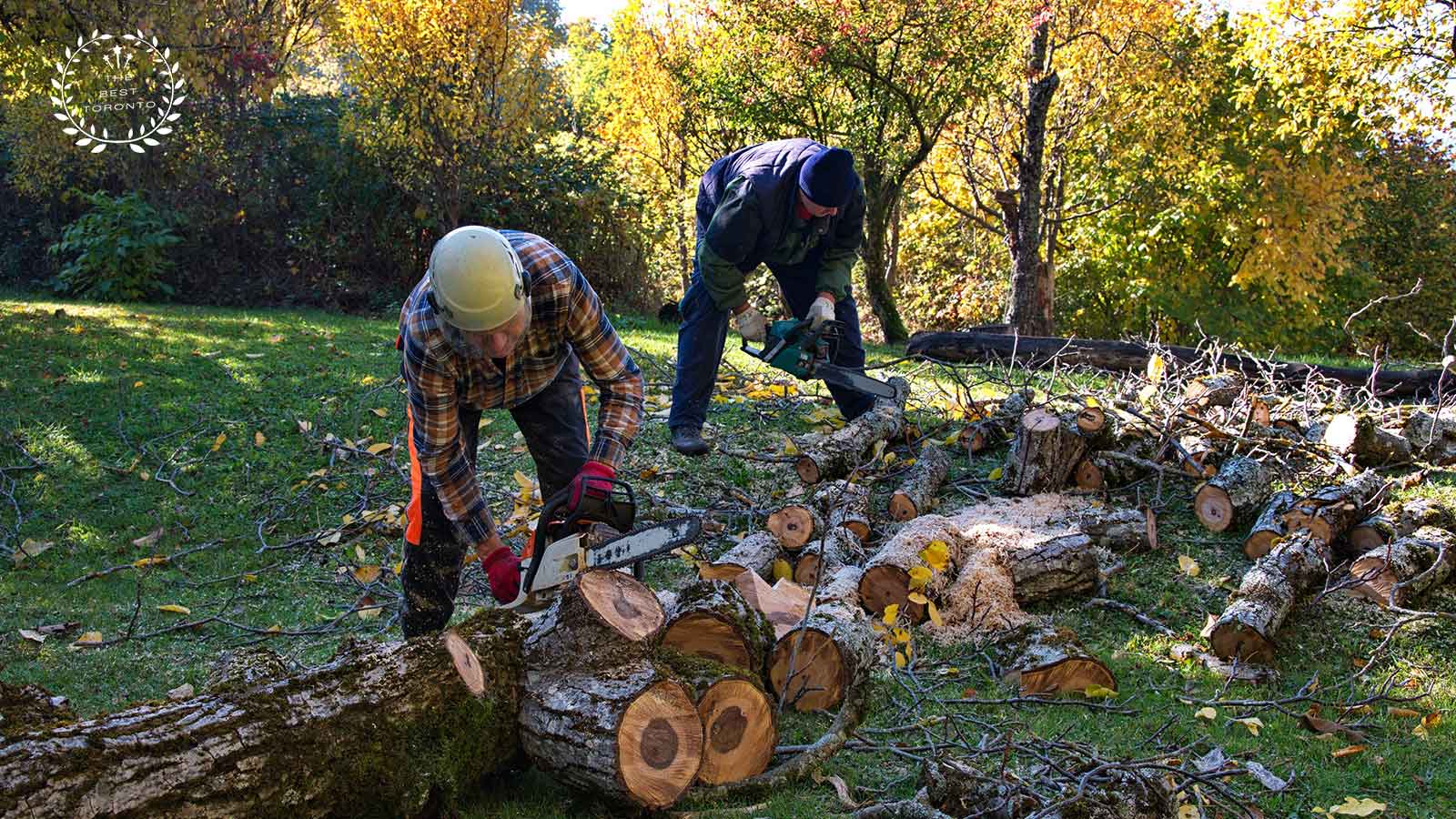 Best Arborist in Toronto