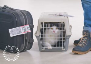 5 BEST PET RELOCATION SERVICES IN TORONTO