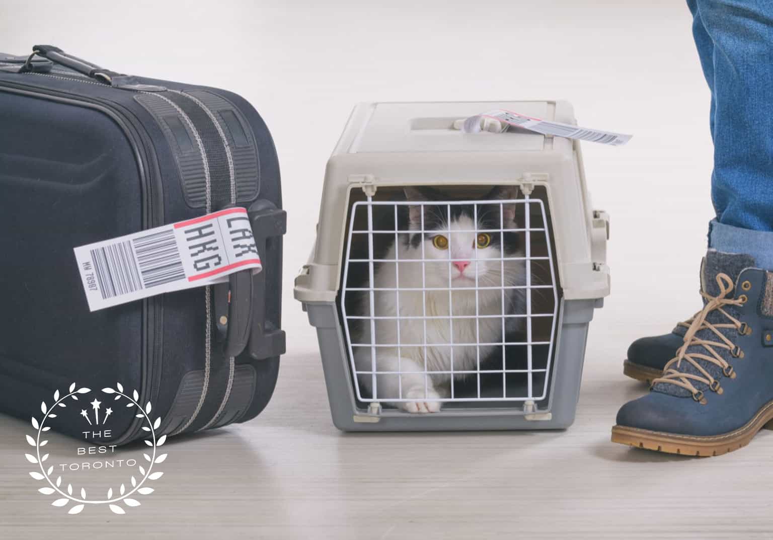 5 BEST PET RELOCATION SERVICES IN TORONTO
