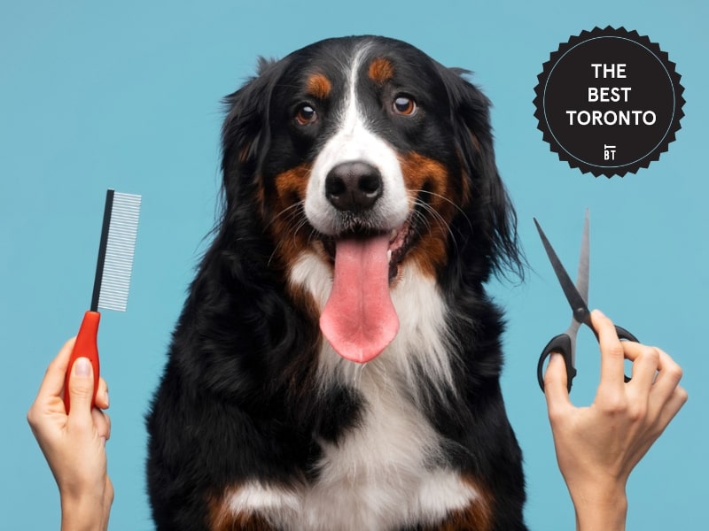 DaySmart | 5 Tips On Being a Successful Mobile Dog Groomer