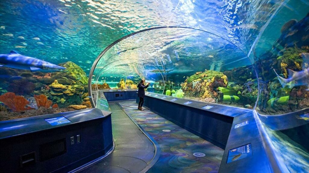 Bond with sea critters at Ripley’s Aquarium