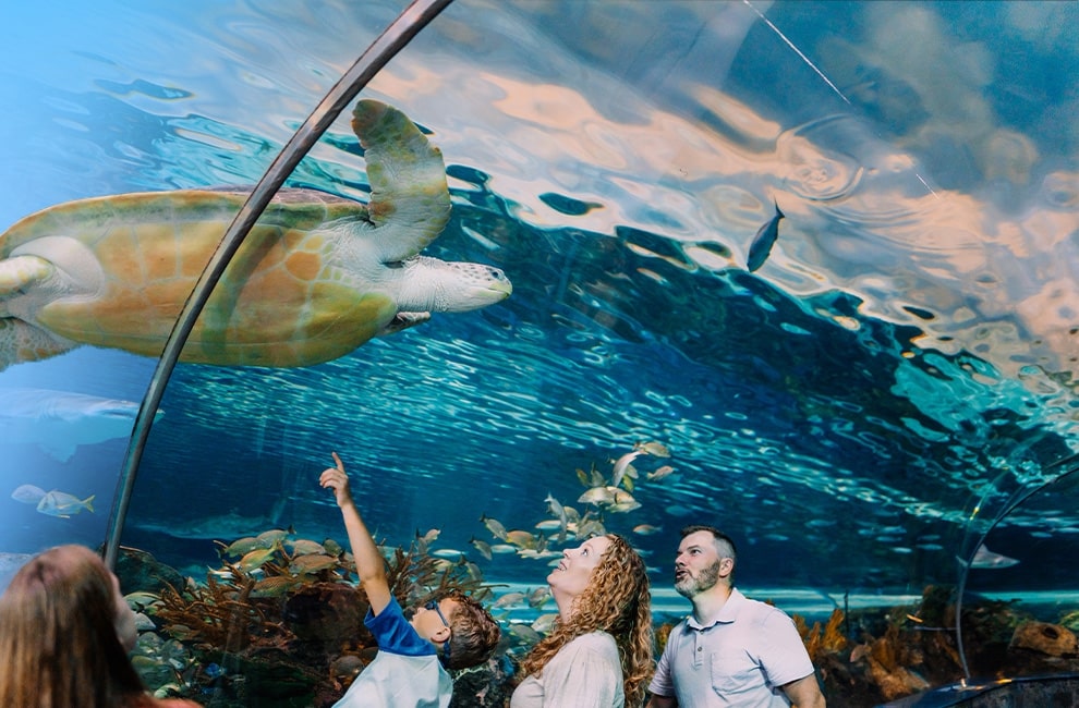 Visit the marine life at Ripley’s Aquarium