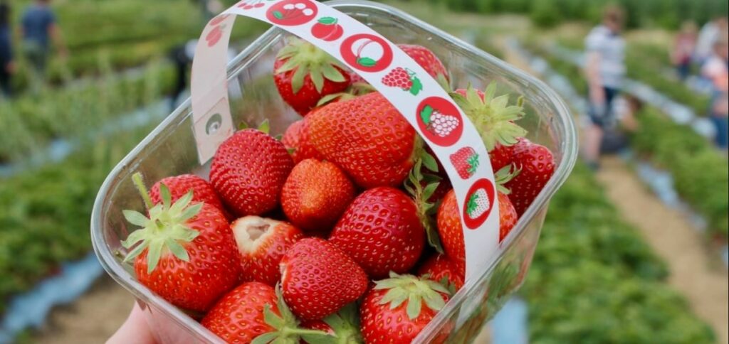 Downey’s Strawberry & Apple Farm