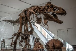 Exhibits and Art Collections in Royal Ontario Museum vs Art Gallery of Ontario