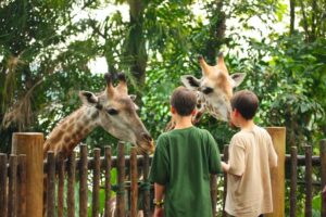 Family-Centred Attractions