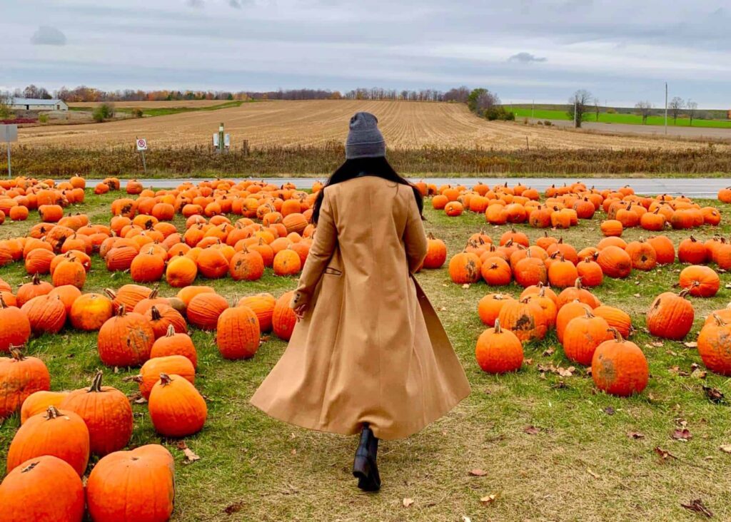 Get lost in a pumpkin patch