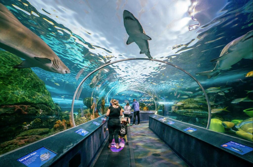 Go to the Ripley's Aquarium of Canada