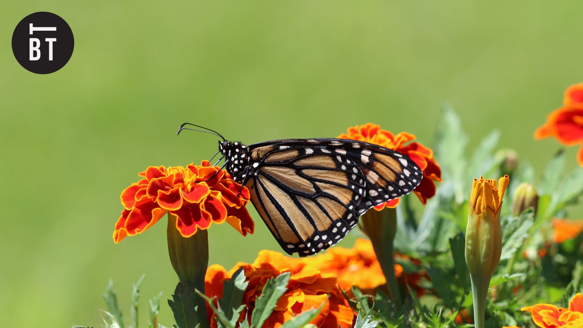 Humber Bay Butterfly Habitat