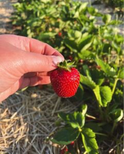 Linton’s Farm Market