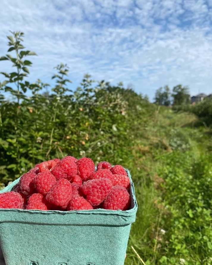 Organics Family Farm