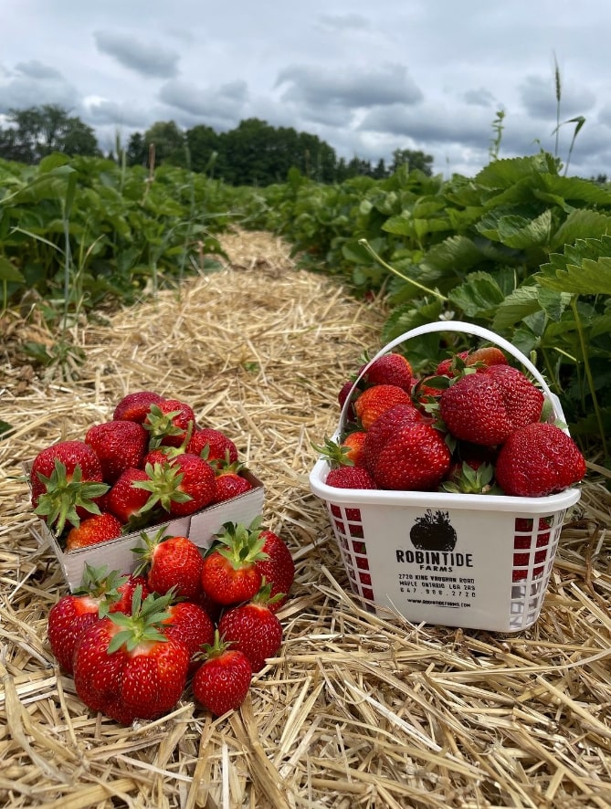 Robintide Farms