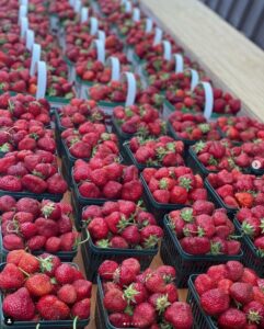 Rock Garden Farms