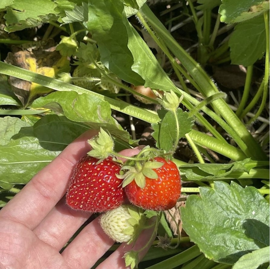 Rose Family Farm