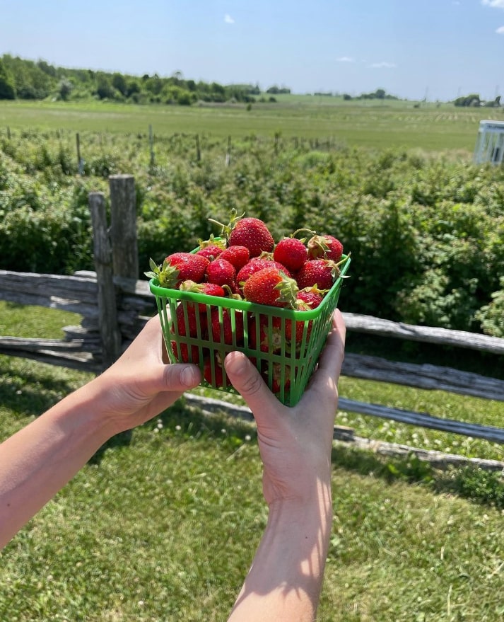 Strawberry Creek Farms