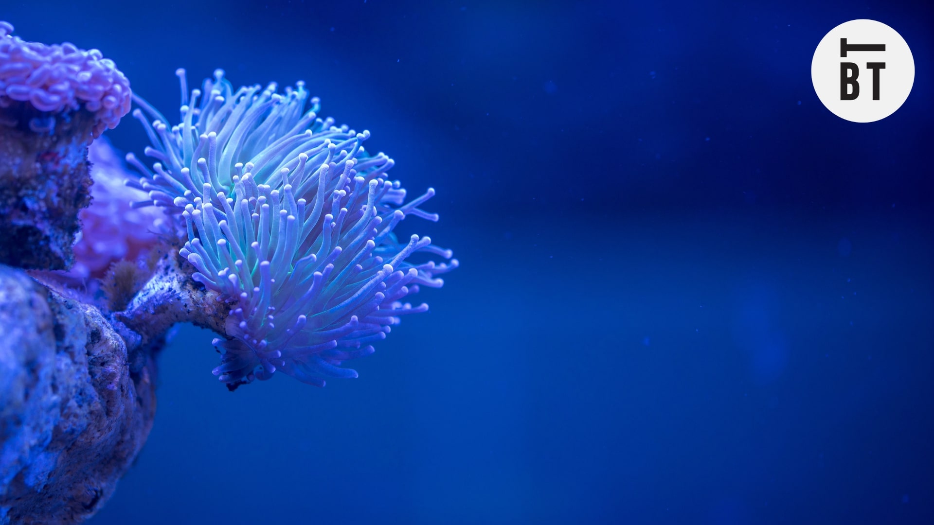 The Ultimate Guide to Toronto’s Ripley’s Aquarium