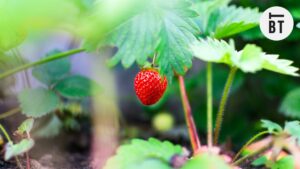 Top 12 Farms Near Toronto For Strawberry Picking