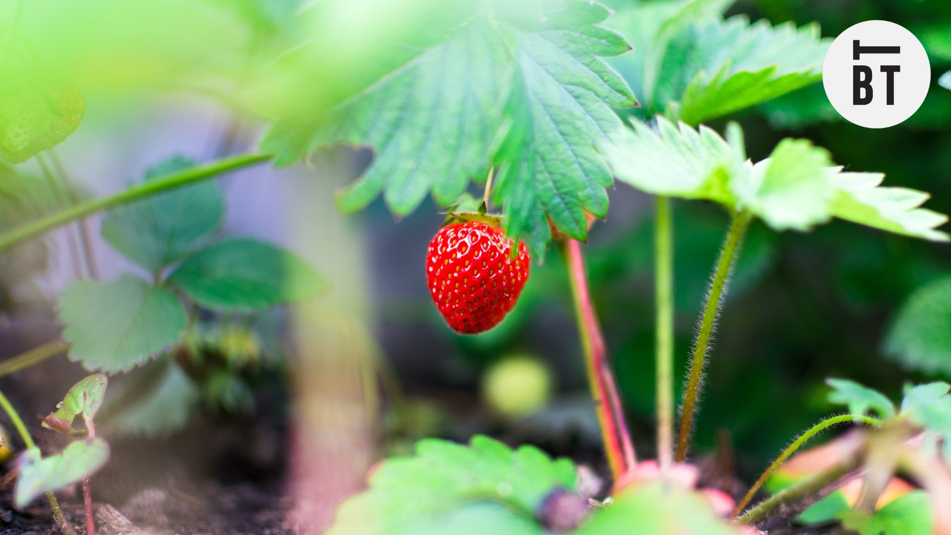 Top 12 Farms Near Toronto For Strawberry Picking