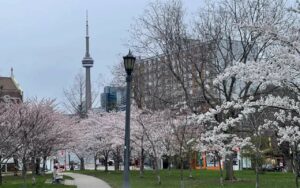 Trinity Bellwoods Park