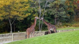 Visit Toronto Zoo