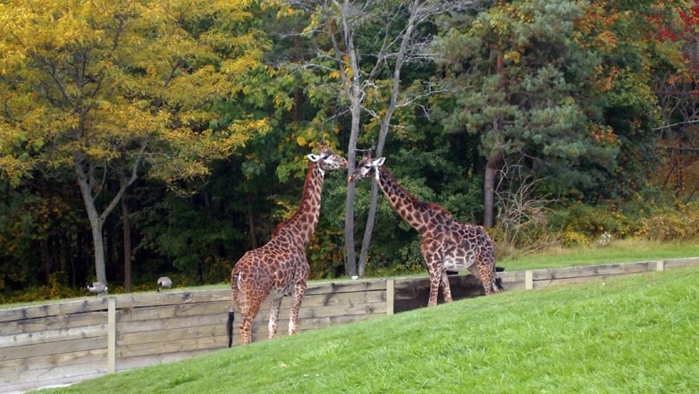 Visit Toronto Zoo