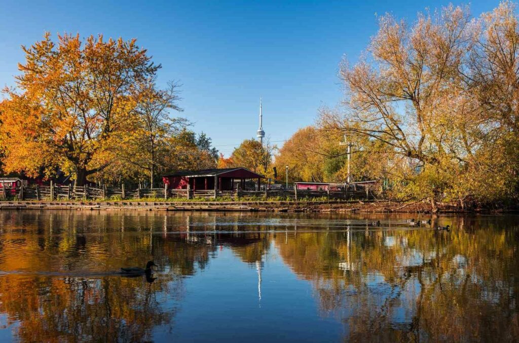 Watch leaves fall at Toronto Island