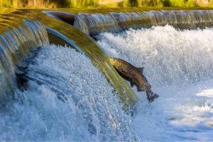 Watch the annual salmon run
