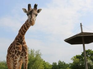 Wild Encounters